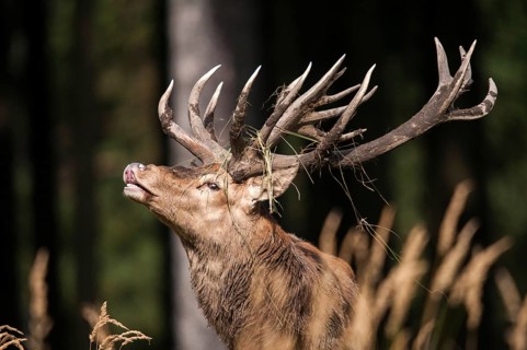 Artiodactyla, Cervus Elaphus, even-toed ungulate, cloven-hoofed, red deer, red deer, fleas, deer,