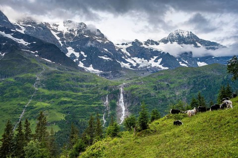 Alpine meadow with a herd of yaks (Bos mutus), picturesque mountain landscape with Schmadribach