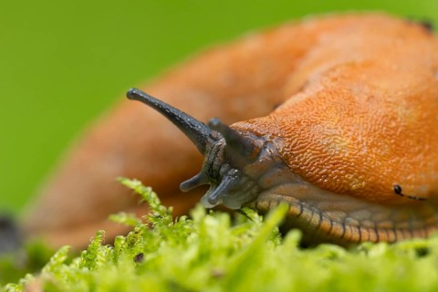Red slug (Arion rufus) adult gastropod mollusc on moss, Suffolk, England, United Kingdom