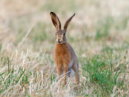 A brown hare (Lepus europaeus) looks intently across a meadow, Solms, Hesse, Germany