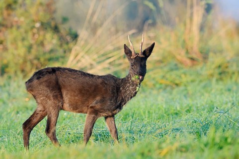 European roe deer (Capreolus capreolus), black roebuck standing in a meadow and eating, Lower