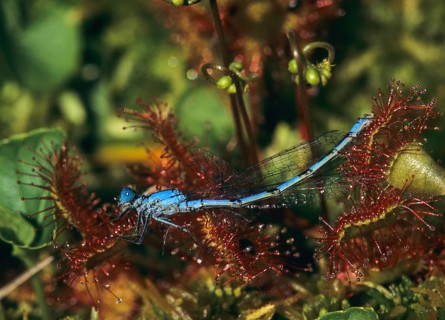 Mug azure maiden, estrus herb, bull herb, common blue damselfly, drosera rotundifolia, droseraceae,