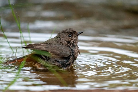 Black redstart, house redtail, Phoenicurus ochruros, bath, bird bath, birds, garden, passeri,