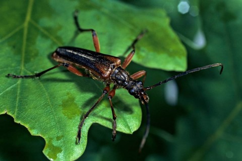 Stenocorus meridianus, variable longhorn beetle, variable stumbbock, beetle, longhorn beetle,
