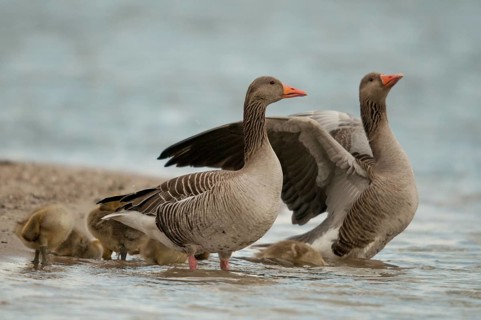 Anser Anser, Greylag or Graylag Goose, Grelag Goose, Anatidae, Birds, Duckbirds, Goose, Geese,