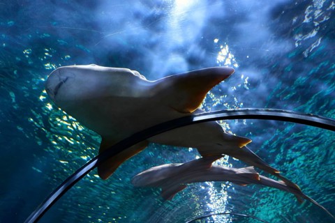 Sharks swim in an aquarium, their bodies are illuminated by underwater light, aquarium, aquariums,