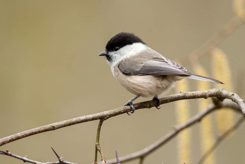 Parus montanus, poecile montanus, willow tit, birds, tit, passeri, songbirds, songbirds, tits,