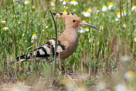 Hoopoe, upupa epops, hoopoe, birds, Extremadura, Spain, upupidae, birds
