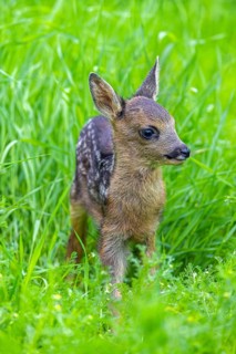 European roe deer (Capreolus capreolus), cute vulnerable fawn hidden in long grass in meadow,