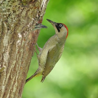 Green Woodpecker (Picus viridis) – a female feeding a chick in a nesting cavity in an old oak tree,