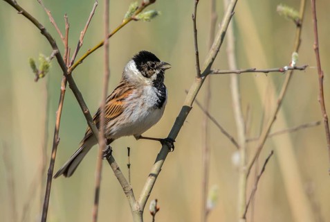 Emberiza Schoeniclus, Reed Bunting, Rohrrammer, Birds, Song, Male, Passeri, Singing, Songbirds,