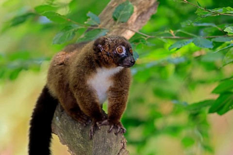Red-bellied lemur (Eulemur rubriventer), adult male, on a tree trunk, alert, Madagascar
