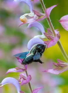 Apidae, bees, blue wood bee, large wood bee, hymenoptera, violet-winged wood bee, xylocopa