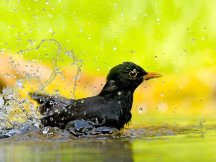 Blackbird (Turdus merula), male bathing in shallow water with water droplets, Solms, Hesse, Germany