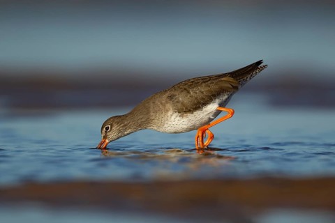Common redshank (Tringa totanus) adult wading bird in water of a shallow lagoon, Norfolk, England,