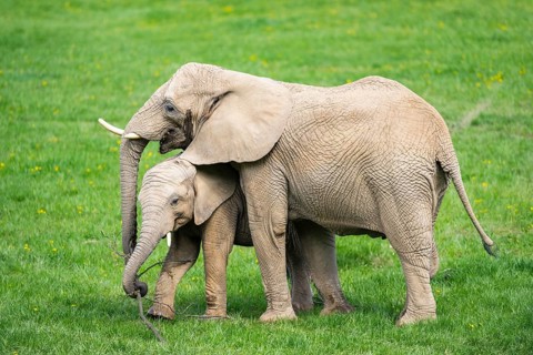 African bush elephant (Loxodonta africana) mother with calf (youngster) standing on a meadow,