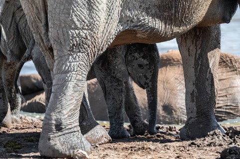 Cute little elephant, young animal under mother, African elephants (Loxodonta africana), Addo