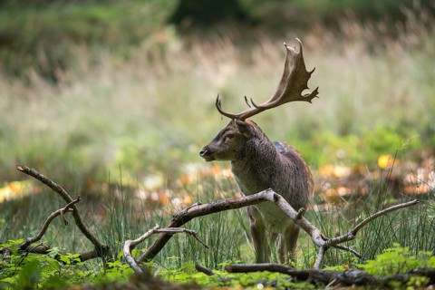 Dama dama, fallow deer, fallow deer, mammals, shovelers, mammals