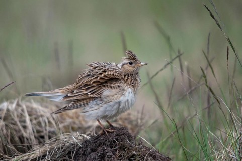 2010, Alauda Arvensis, Brandenburg, skylark, Germany, Nabu, national natural heritage, natural