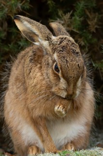 European brown hare (Lepus europaeus) adult animal washing its foot, England, United Kingdom