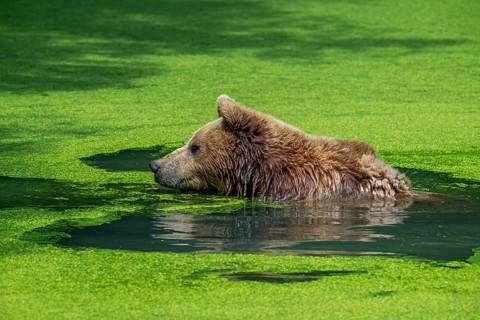 Bathing European brown bear (Ursus arctos) cooling down, chilling in water of pond covered in