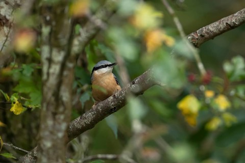 Eurasian nuthatch (Sitta europaea) adult bird on a tree branch in a woodland, England, United