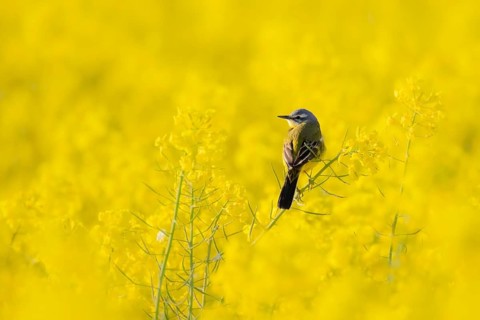 In spring, a nuthatch sits in a blooming canola field near Frankfurt am Main, Frankfurt am Main,
