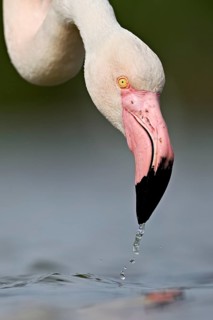 Pink flamingo (Phoenicopterus roseus), head shot, Camargue Regional Nature Park, southern France,