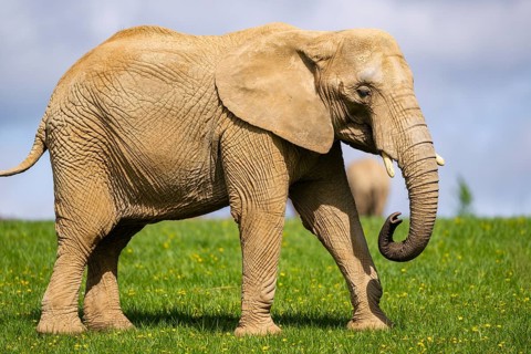African bush elephant (Loxodonta africana) on a meadow, captive, distribution Afrika