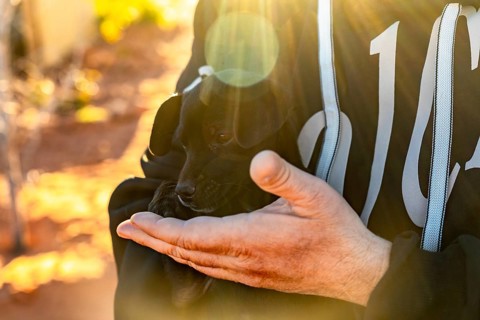 Person is gently holding a small black puppy, providing warmth and protection during a sunny