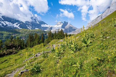 Mountain meadow with Great yellow gentian (Gentiana lutea) in front of picturesque mountain
