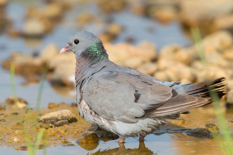 Columba Oenas, Holdove, Stock Pigeon, Bath, Bathe, Bird Bath, Birds, Columbidae, Doves, Doves,