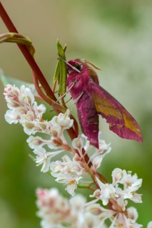 Deilephila porcellus, small wine enthusiast, small elephant hawk moth, sphingidae, flew off,