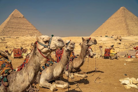 Camels at the Pyramids of Giza, Egypt