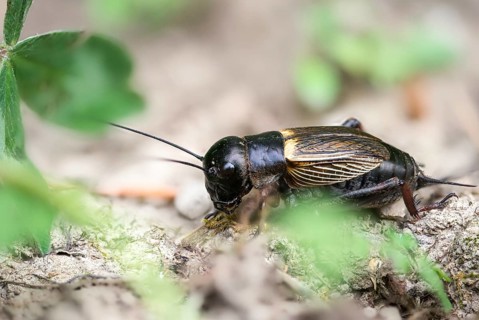 Field cricket, Gryllus campestris, ensifera, field cricket, crickets, insects, insects, long-feeler