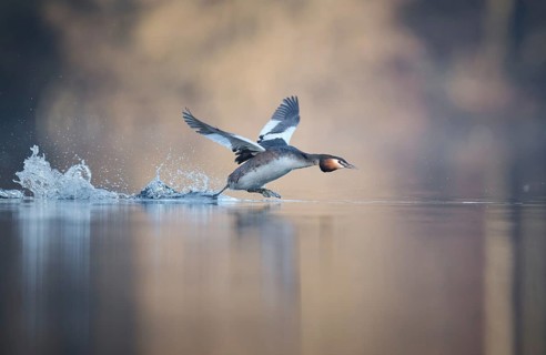 Great Crested Grebe (Podiceps cristatus), walking across the water, Zurich, Switzerland