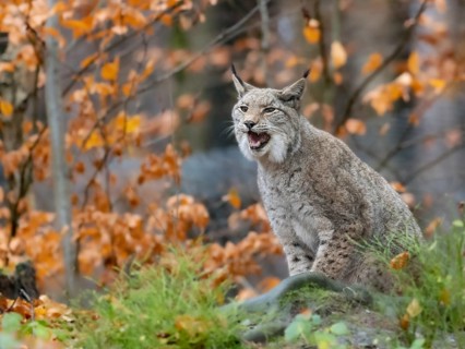 A lynx sits in the autumnal forest and calls, Bilsteinhöhle wildlife park, Sauerland, North
