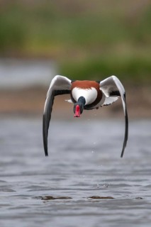 Brandgoose, Shelduck, Tadorna tadorna, Anatidae, birds, duckbirds, goose, geese, high size,