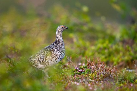 Alpine ptarmigan, Finland, Lagopus muta, Lagopus mutus, Ptarmigan, Birds, Chickens, Female,