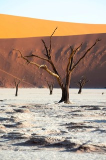 Dead trees in front of red sand dunes, atmospheric white salt pan Dead Vlei, Sossusvlei, Namib,