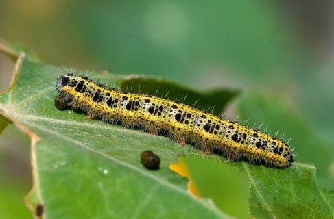 Large white, Pieris brassicae, butterfly, insects, caterpillar, butterfly, butterflies