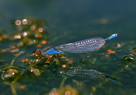 Erythromma viridulum, small pomegranate eye, small red-eyed damselfly, damselflies, dragonflies,