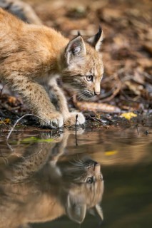 Eurasian lynx (Lynx lynx) youngsters (cub) at a little lake in a forest, Bavaria, Germany