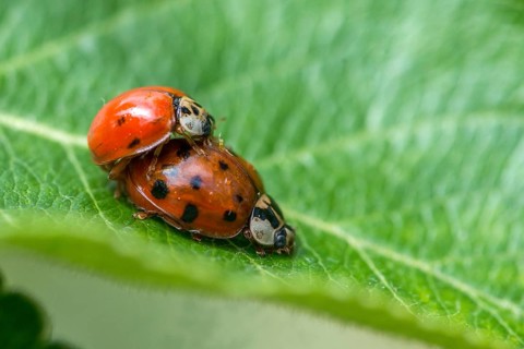 Asian ladybeetle, Asian ladybird, coccinellidae, coccinellinae, harlequin ladybird, harmonia