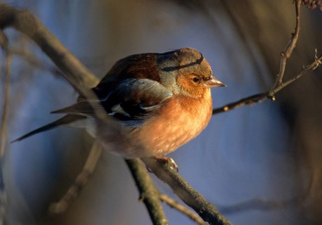 Chaffinch, Fringilla Coelebs, Birds, Leo, Male, Passeri, Songbirds, Birds