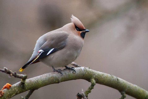Bombycilla Garrulus, waxwing, birds, passeri, songbirds, songbirds, birds