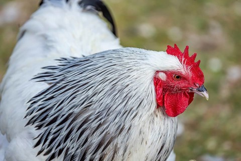 Chickens and a rooster on a poultry pasture with an outlet. St. Johann, Baden-Württemberg, Germany