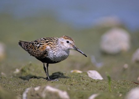 Alpine sandpipers, Calidris alpina, Dunlin, birds, breeding plumage, charadriiformes, humor, leo,