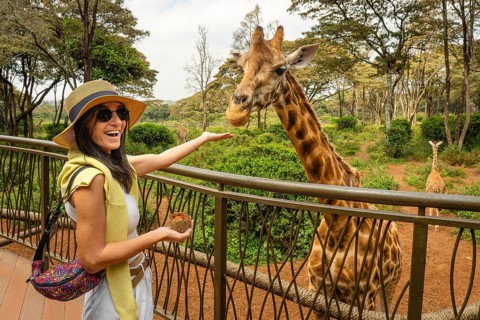 Cheerful female tourist pose smiling feeding tall Rothschild giraffe from elevated observation