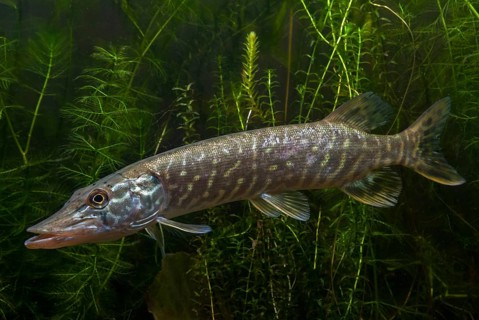 Esox Lucius, pike, pike, predatory fish, fishes, northern pike, pisces